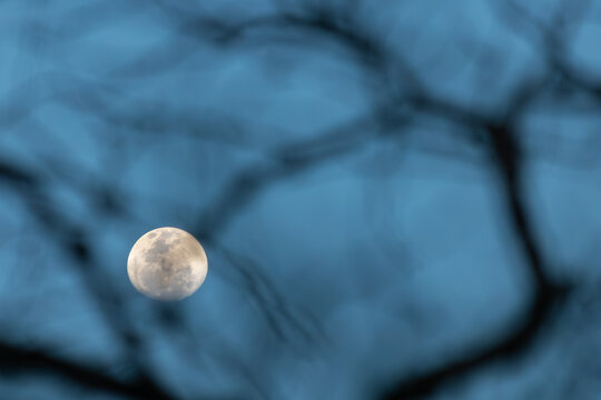 Lua cheia vista atrav&eacute;s de galhos desfocados ao anoitecer