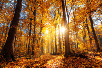Bright Sun Shining Through a Golden Autumn Forest with a Leaf-Covered Path