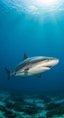 Fototapeta premium Powerful gray reef shark gracefully swims in deep, vibrant blue ocean waters, showcasing sunbeams shining through the surface.