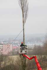 Pruning tree branches on a hoist with a petrol chainsaw.