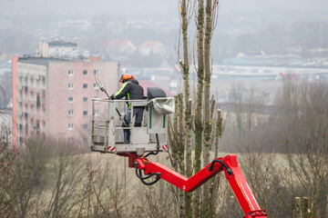 Pruning tree branches on a hoist with a petrol chainsaw.