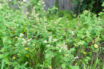 Mint Tea Garden in Summer