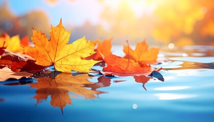 maple leaves floating on water surface, autumn foliage with translucent veins, clear reflection