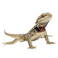 Naklejka premium Close-up studio shot of a brown and grey lizard with a reddish throat patch, looking up, isolated on a white background.