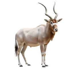 A stunning, full-body shot of an Addax antelope, showcasing its elegant horns and coat.