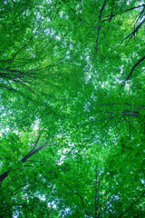 green forest background in a sunny day