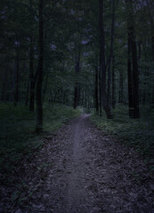 Mysterious pathway through the dark foggy forest in cold tones.