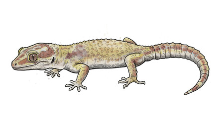 Naklejka premium Illustrated Gecko Lizard with Detailed Skin Texture and Warm Color Palette png clear alpha channel cutout isolated on transparent background