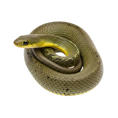 Fototapeta premium Close-up of a coiled, green snake.