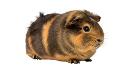 A close-up studio shot of a brown and orange guinea pig on a white background.