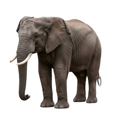 Obraz premium African elephant standing on a white background, side view.
