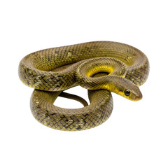 Fototapeta premium A coiled green snake with a yellow collar around its neck, isolated on a white background.
