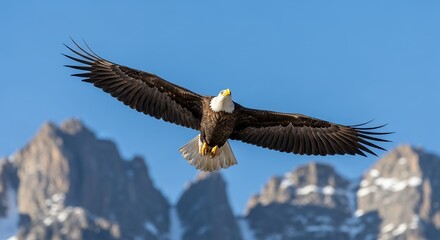 Naklejka premium Majestic Bald Eagle Soaring High Over Snow-Capped Mountains in Clear Blue Sky. Powerful wildlife symbol of freedom, strength, and American pride. Dynamic flight