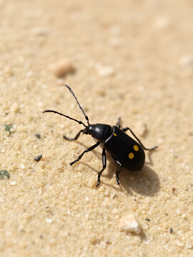 Pissodes Pini Weevil Beetle Bug Laboriously Slowly Climbing Up Beach Sand Dune