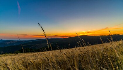 Golden sunset over a field of grain