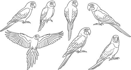 Black and white parrot line art illustrations in various poses, detailed tropical bird drawings for wildlife, nature, exotic animal design themes © Afsun Creative