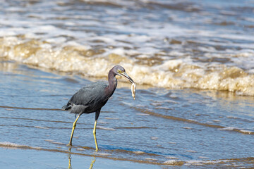 Peruíbe, SP, Brazil - May 31st, 2025: Closeup of a Garça-Azul (Little Blue Heron) walking with prey in its beak on the paradisiacal Queer Central Beach.