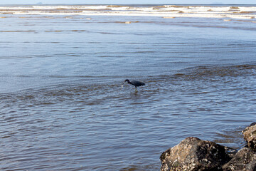 Fototapeta premium Peruíbe, SP, Brazil - May 31st, 2025: Garça-Azul (Little Blue Heron) and its prey on the paradisiacal Queer Central Beach.