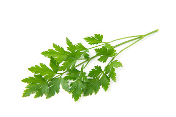 Fresh parsley leaves on white background