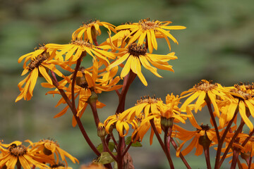 Ligularia dentata