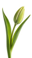 Obraz premium White tulip flower isolated on a white background with green leaves