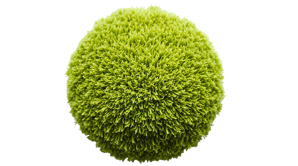 Close-Up Round Moss Clump – Vibrant Green Textured Fuzzy Plant Isolated on transparent background 
