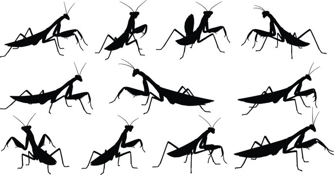 Simple Mantis Vector