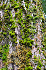 Green moss on old poplar tree bark, bryopsida, nature background, selective focus, 