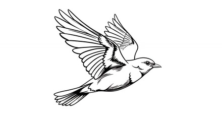 Fototapeta premium Bird in flight outline illustration