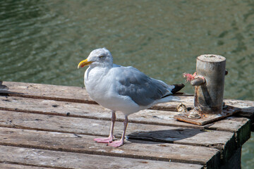Goéland argenté posé sur un ponton de bois