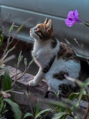 Cute domestic cat looking at the camera, Beautiful tabby cat resting in natural light, cat in the garden