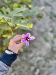 Beautiful purple flower held in hand in the garden, Close-up of a person holding a purple blossom in a sunny garden