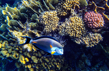 Colorful Sohal surgeonfish, Acanthurus sohal, swimming above coral reef in the Red Sea, showing its