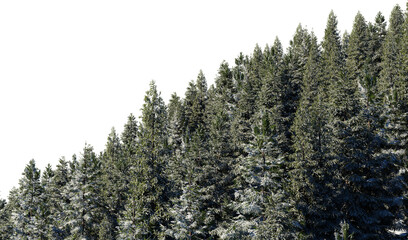 3D render of a pine tree on a mountain in winter with snow on a transparent background