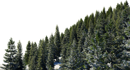 3D render of a pine tree on a mountain in winter with snow on a transparent background