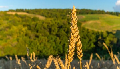 Golden wheat ear against a backdrop of rolling hills and forest
