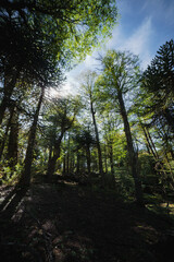 Tall Araucaria Pehuén Monkey Puzzle Trees in Native Forest with Sunlight and Blue Sky in Villa Pehuenia Moquehue Patagonia Argentina
