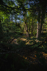 Fototapeta premium Shady Patagonian Native Forest with Araucaria Pehuén Monkey Puzzle Trees and Ñire Nothofagus antarctica in Villa Pehuenia Moquehue Argentina