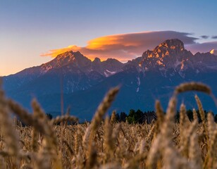 Golden wheat field, dramatic sunset over mountains