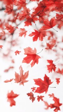 Vibrant Red Maple Leaves Falling with a White Blurred Background for a Tranquil and Serene Autumn