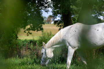 A majestic white horse grazes peacefully in a lush green pasture under the shade of a large tree.