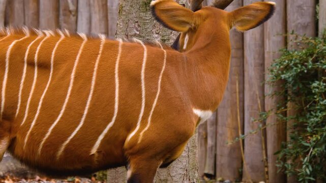 Closeup view of an bongo bongo antelope head and eye standing beside tree stumps on a cloudy day
