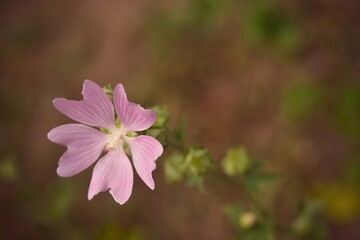 Fototapeta premium pink flower in the garden