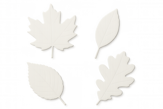 Four white paper cutout leaves including maple, oak, and birch on a transparent background symbolize the fall season