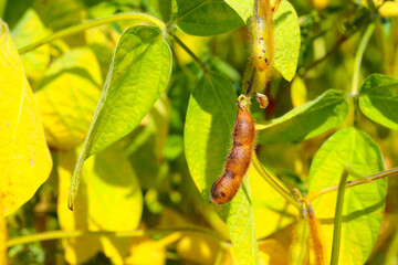 Soybean fields. Unripe greenish soybean pods on a sunny day. Blurred background. Concept of a good harvest, global food crisis. Macro.