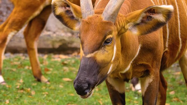 close up of oryx bong bongo head looking around on a sunny day