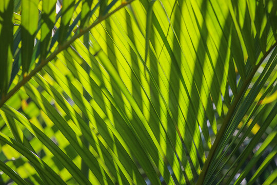Green background of palm leaves on sunny day, greenery in tropical forest