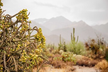 Monsoon Weather in Sonoran Desert Santa Catalina Mountains and Saguaros Tucson Arizona