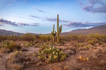 Saguaro National Park East Tucson Arizona Desert Southwest at Dusk