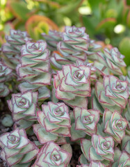 Unusual Crassula Perforata Azul stunning tropical succulent clump forming plant with triangle-shaped green and red leaves